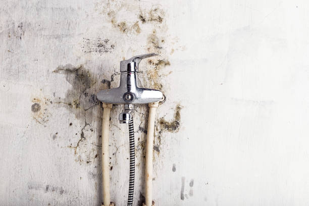 Best Mold Remediation for Schools in East Grand Rapids, MI