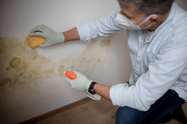 Best Industrial Mold Remediation in East Grand Rapids, MI