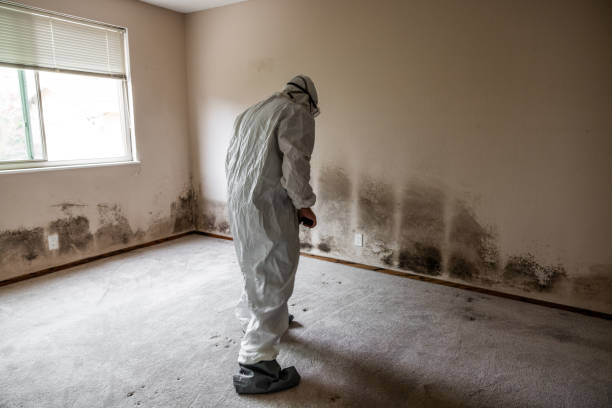 Best Insurance-Related Mold Remediation in East Grand Rapids, MI