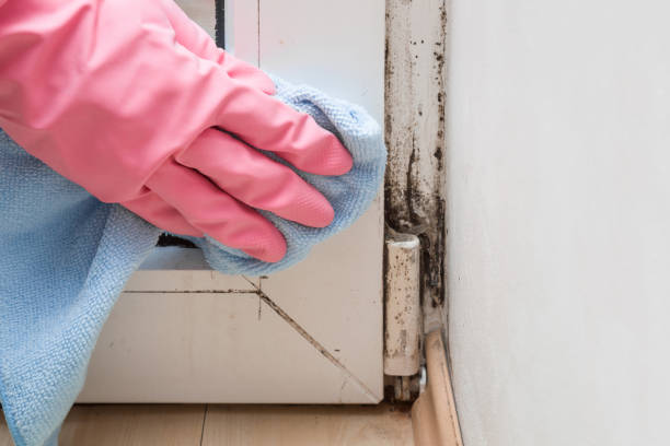 Best DIY Mold Remediation Support Services in East Grand Rapids, MI